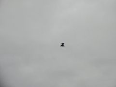 Pteropus conspicillatus