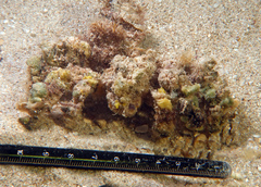 Camposcia retusa