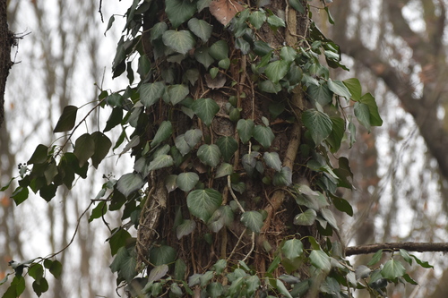 Hedera pastuchovii, photograph 3