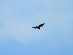 Pteropus conspicillatus