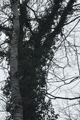 Hedera pastuchovii