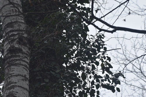 Hedera pastuchovii, photograph 4