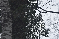Hedera pastuchovii