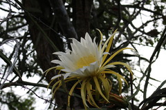 Selenicereus escuintlensis