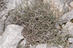 Asperula