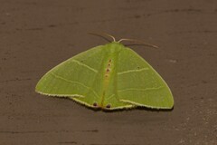 Urolitha bipunctifera