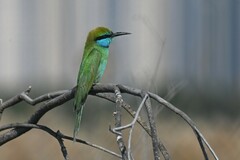 Merops cyanophrys