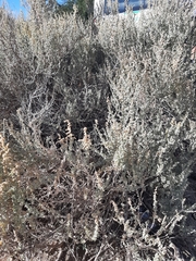 Atriplex undulata