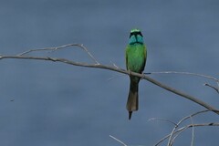Merops cyanophrys