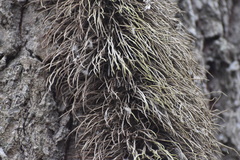 Hedera pastuchovii