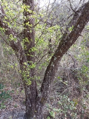 Prunus angustifolia