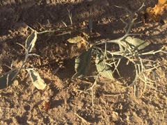 Psorothamnus spinosus