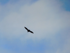 Pteropus conspicillatus