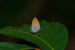 Drupadia ravindra