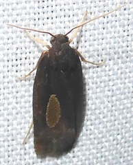 Cryptophlebia ombrodelta