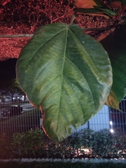 Ficus auriculata