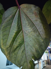 Ficus auriculata