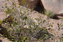 Ficus palmata