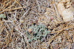 Chaenactis santolinoides