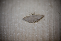 Scopula optivata