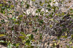 Ficus palmata
