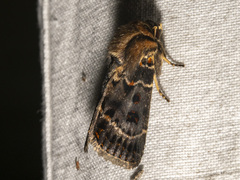 Proteuxoa sanguinipuncta