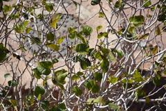 Ficus palmata