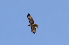 Buteo jamaicensis