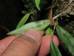 Lepanthes monoptera