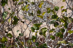 Ficus palmata