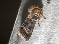 Proteuxoa sanguinipuncta
