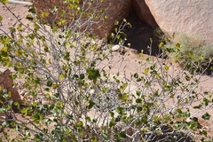 Ficus palmata