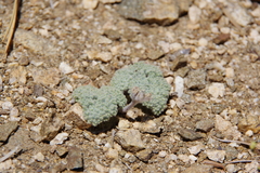Oreonana vestita