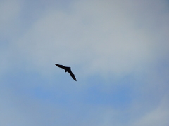 Pteropus conspicillatus