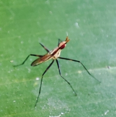Telostylinus lineolatus