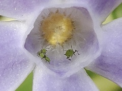 Diabrotica undecimpunctata