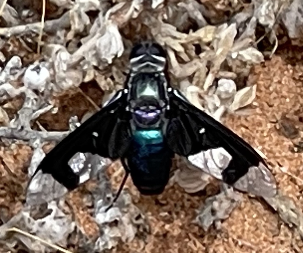 Palirika cyanea
