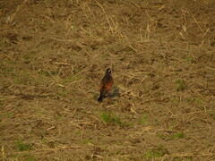 Turdus eunomus