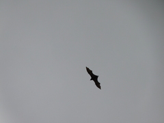 Pteropus conspicillatus