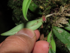 Lepanthes monoptera