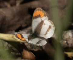 Colotis euippe omphale
