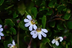 Scaevola hookeri