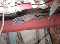 Anolis equestris