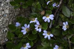 Scaevola hookeri
