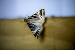 Phrataria replicataria