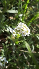 Lobularia