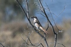 Lanius phoenicuroides