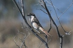 Lanius phoenicuroides