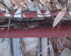 Anolis equestris