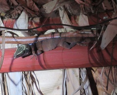 Anolis equestris
